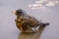Fieldfare bird, Turdus pilaris washes at puddle Royalty Free Stock Photo