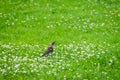 Fieldfare bird, Turdus pillars Royalty Free Stock Photo