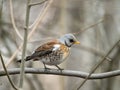 Fieldfare on a branch, blurred background