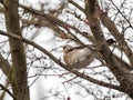 Fieldfare on a branch, blurred background