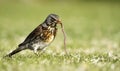 Fieldfare catching a worm