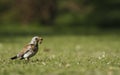 Fieldfare catching a worm