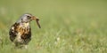 Fieldfare catching a worm