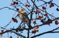 Fieldfare in crabapple tree, with snow-covered fruit Royalty Free Stock Photo