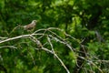 Fieldfare on a dried branch in summer