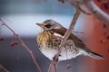 Fieldfare feed on red berries in winter. Turdus