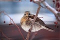 Fieldfare feed on red berries in winter. Turdus