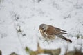 Fieldfare