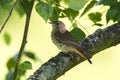 Fieldfare - one young small bird on a branch of the tree Royalty Free Stock Photo