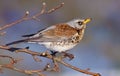 Fieldfare perched on an appletree branch in winter