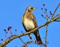 Fieldfare perched on rowen tree