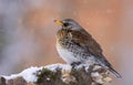 Fieldfare rests on snow covered old snag with falling snowflakes