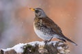 Fieldfare perched on snow covered snag in light snowfall
