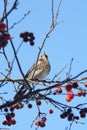 Fieldfare perching high in a crab apple tree