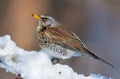 Fieldfare stands on snowy perch as he rests on the sun