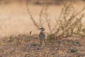 Fieldfare sitting on ground. Bird in wildlife