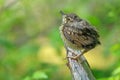 Wild Bird. Baby of Fieldfare