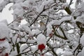 Fieldfare, or snowbird Turdus pilaris on snow-covered branches of mountain ash with berries threatening