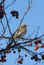 Fieldfare sits in crabapple tree on sunny winter day