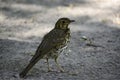 The fieldfare stands on a ground and looks around