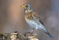 Fieldfare stands on old snag in a sunny weather