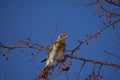 Fieldfare, thrush bird, snowbird, blackbird sings on a tree in winter forest Royalty Free Stock Photo