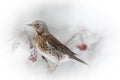 Fieldfare Royalty Free Stock Photo