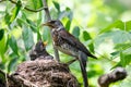 Fieldfare, Turdus pilaris