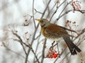 Fieldfare (Turdus pilaris) Royalty Free Stock Photo