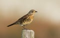 The Fieldfare ( Turdus pilaris)