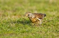 The Fieldfare ( Turdus pilaris) Royalty Free Stock Photo