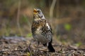 Fieldfare, turdus pilaris