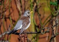 Fieldfare - Turdus pilaris in an aggressive and upright posture.