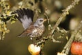 Fieldfare, Turdus pilaris