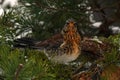 The fieldfare Turdus pilaris in close-up