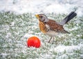 Fieldfare - Turdus pilaris defending its food source.