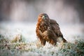 The Common Buzzard