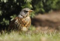 Fieldfare, Turdus pilaris.