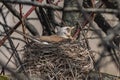 Fieldfare, Turdus pilaris