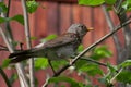 The fieldfare Turdus pilaris is a member of the thrush family Turdidae Royalty Free Stock Photo