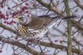 Fieldfare (Turdus pilaris)