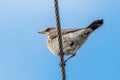 Fieldfare. Turdus pilaris perched on a high voltage wire