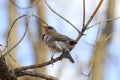 A fieldfare Turdus pilaris perched on a tree branch