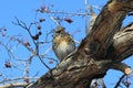 A fieldfare Turdus pilaris perched on a tree trunk.