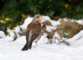 Fieldfare - Turdus pilaris standing on snow.