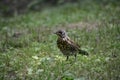 The fieldfare (turdus pilaris) stands on grass and looks for some food