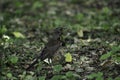 The fieldfare turdus pilaris stands on the ground and looks around