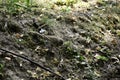 The fieldfare (turdus pilaris) stands on tha ground and tracks prey