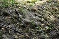 The fieldfare (turdus pilaris) stands on tha ground and tracks prey