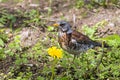 The Fieldfare Royalty Free Stock Photo